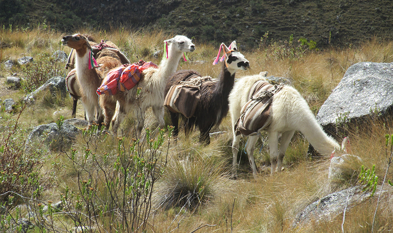 llama-trekk-Adrenalima